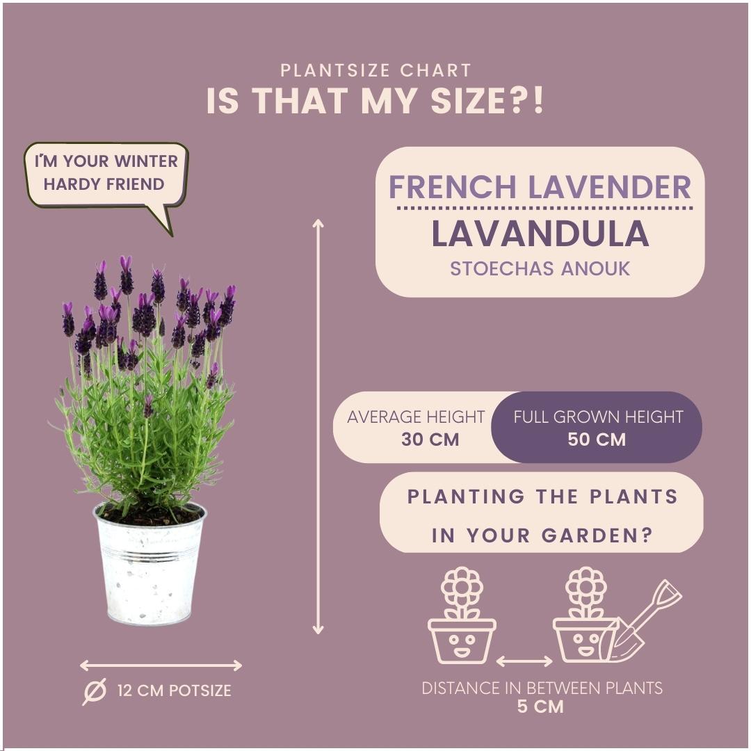 Französischer Lavendel Lavandula stoechas Anouk – 3 Pflanzen im Dekotopf „Old Look“ – Ø13cm Topf – Winterharter Schopflavendel mit violetten Blüten – Duftende Lavendelpflanze für Balkon, Terrasse & Garten