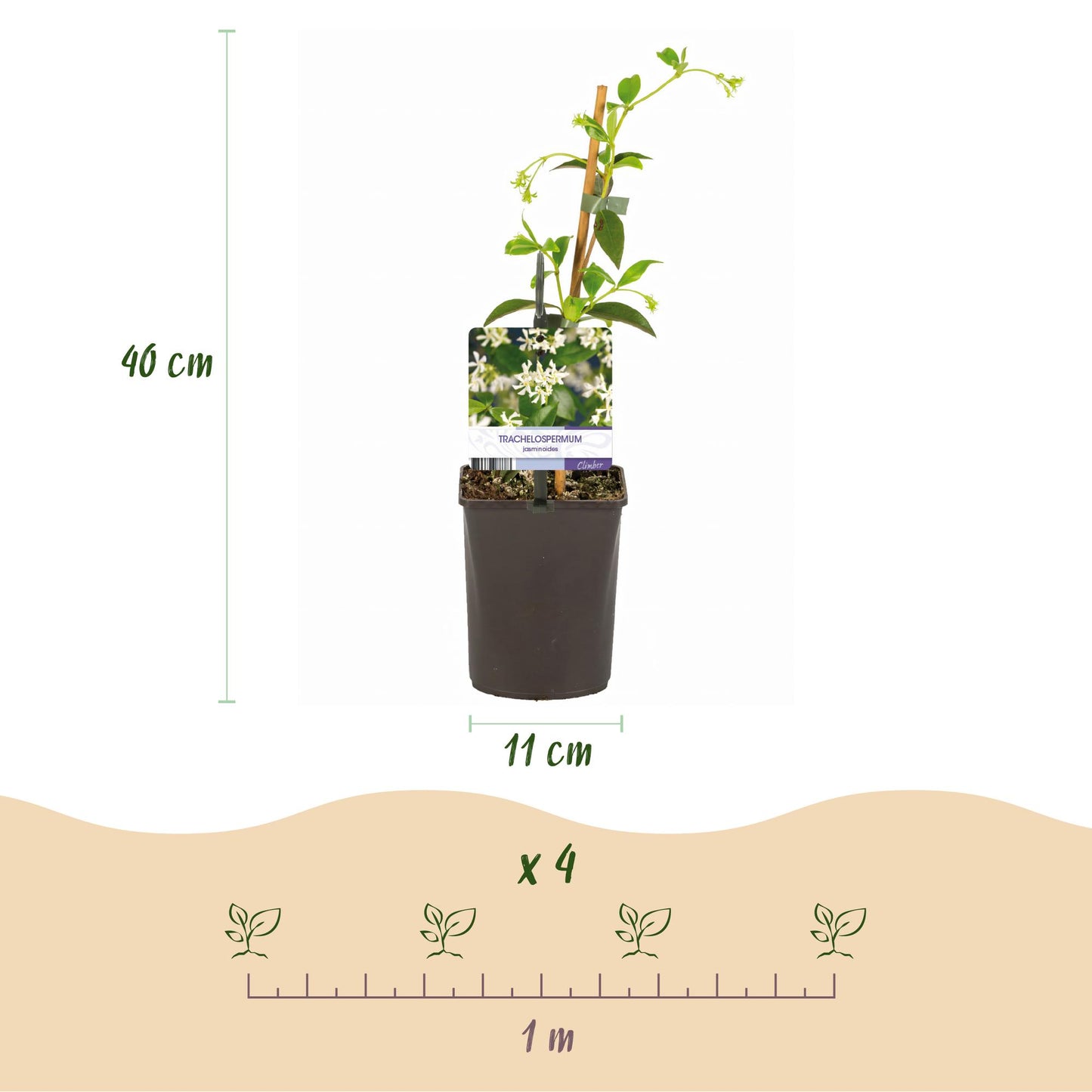 Toskanischer Sternjasmin - Trachelospermum jasminoides - Immergrün - 2 Pflanzen - 11cm Höhe 40cm