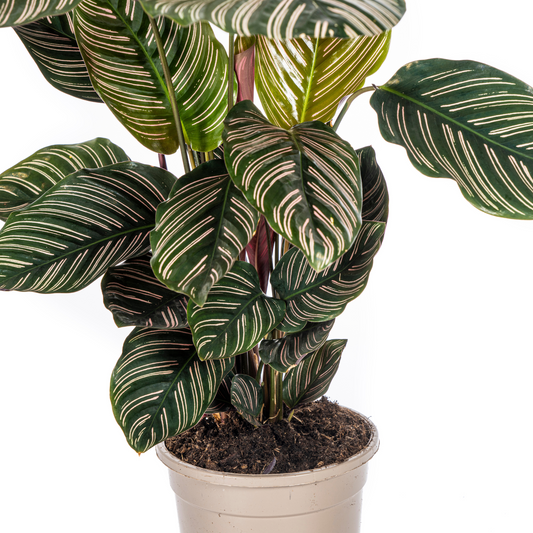 Korbmarante Calathea Ornata Sanderiana – Ø17 cm – ca. 40–50 cm hoch – Zimmerpflanze mit pink gestreiften Blättern – Für Wohnzimmer & Büro