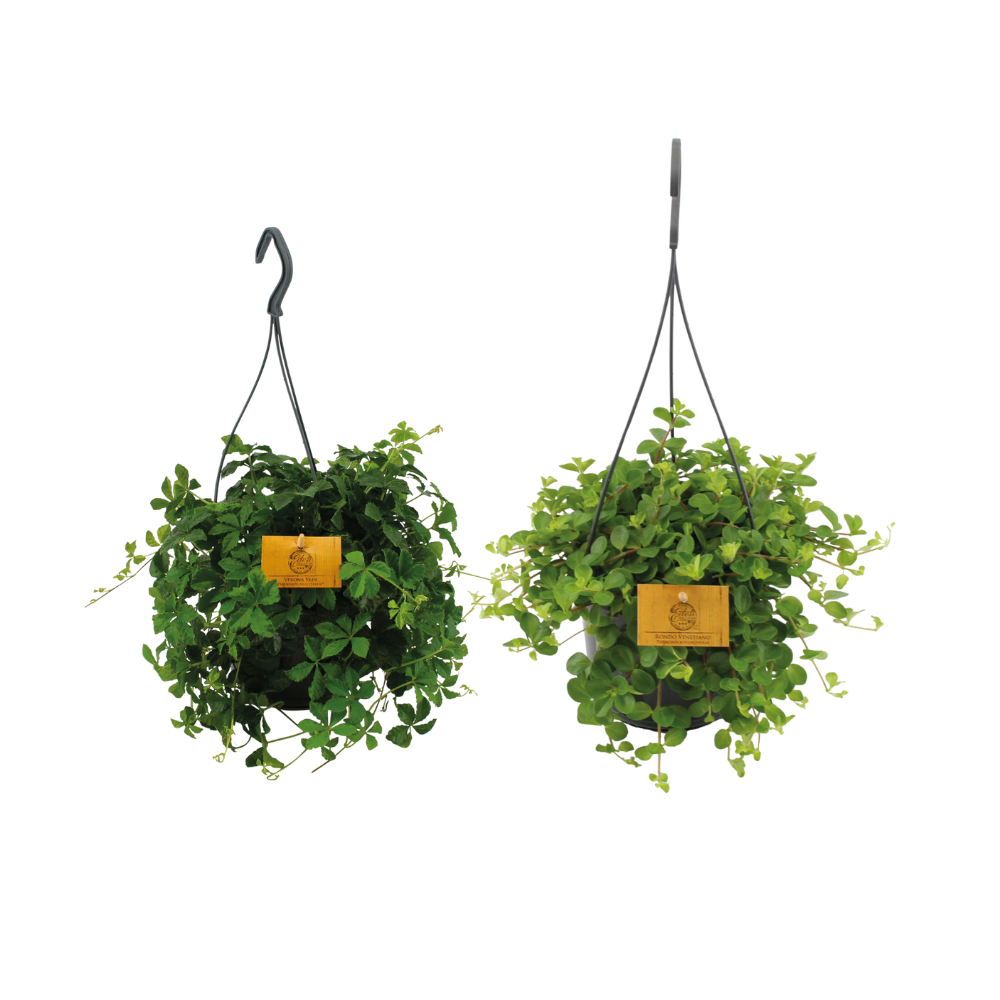 Hängepflanzen-Duo - Zimmerpflanze - Ø15cm - ↕25cm - 2 Stück