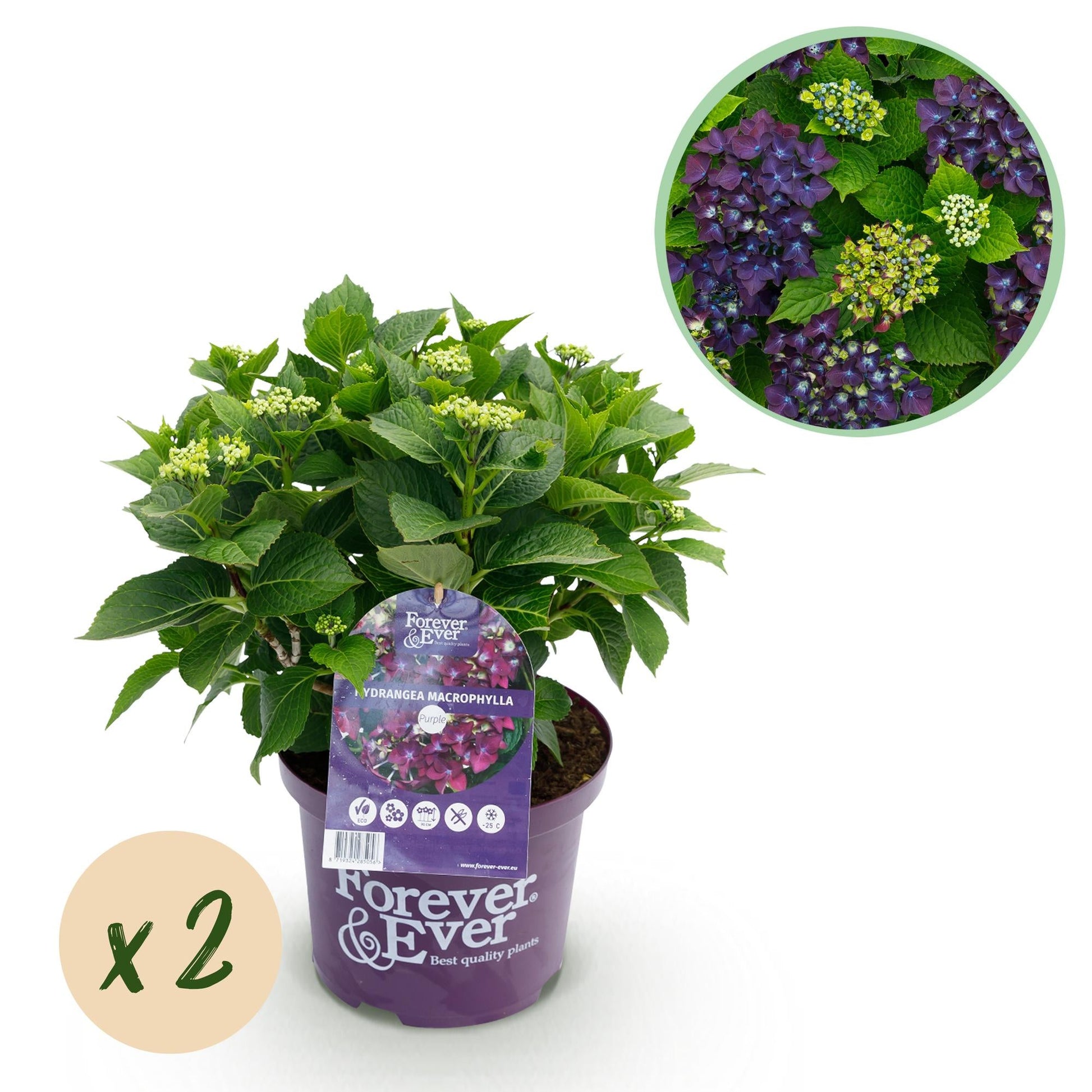 Hortensie Forever & Ever – Lila – 2 Pflanzen – Hydrangea macrophylla – 23 cm – Ca. 55 cm hoch – 7–12 Blüten – Für Balkon, Terrasse & Beet – Langanhaltende Blüte – Pflegeleicht & winterhart