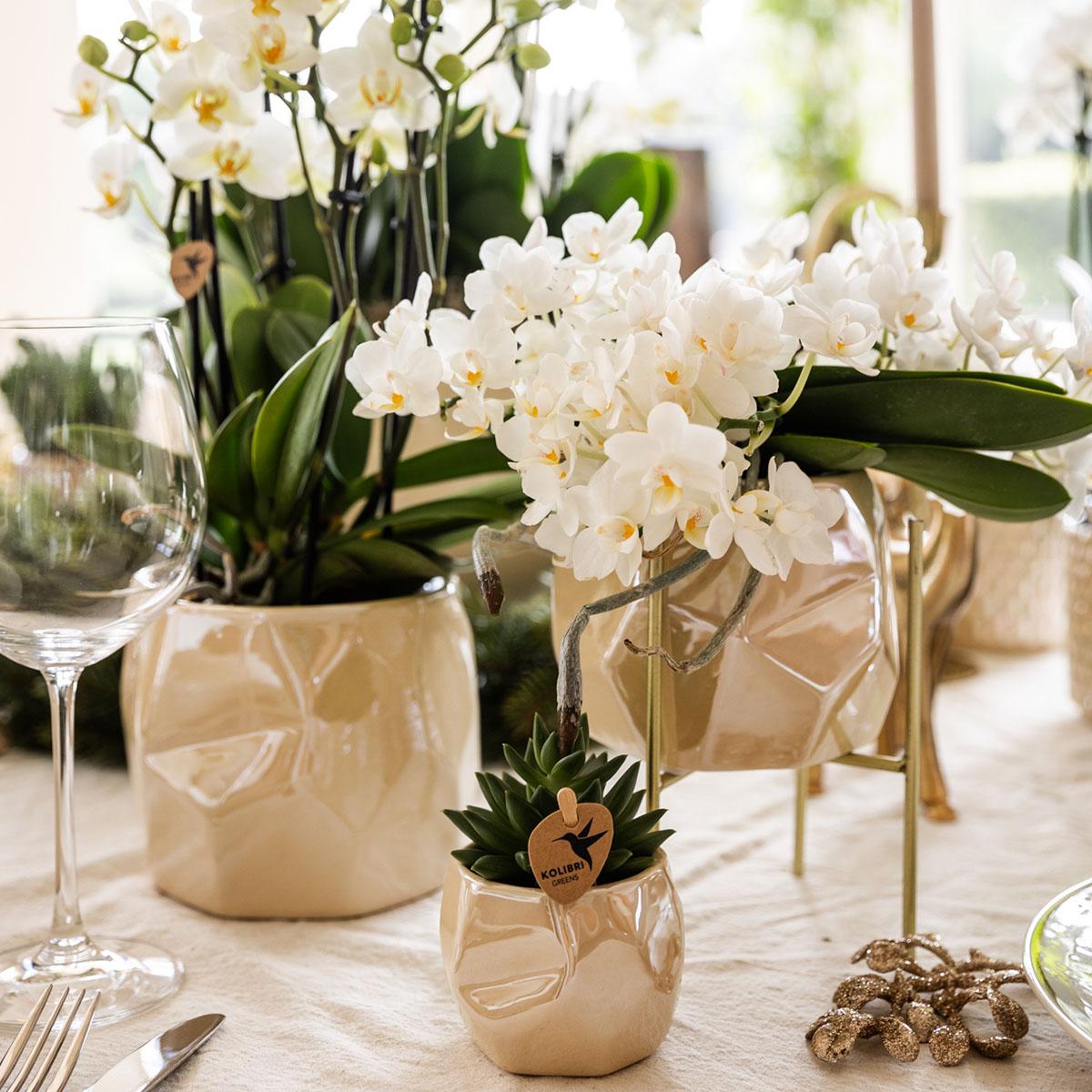 Weiße Phalaenopsis Orchidee Nazaré – Ø9cm – Elegante Zimmerpflanze – Pflegeleicht & Blühfreudig – Ideal für Küche, Wohnzimmer & Büro
