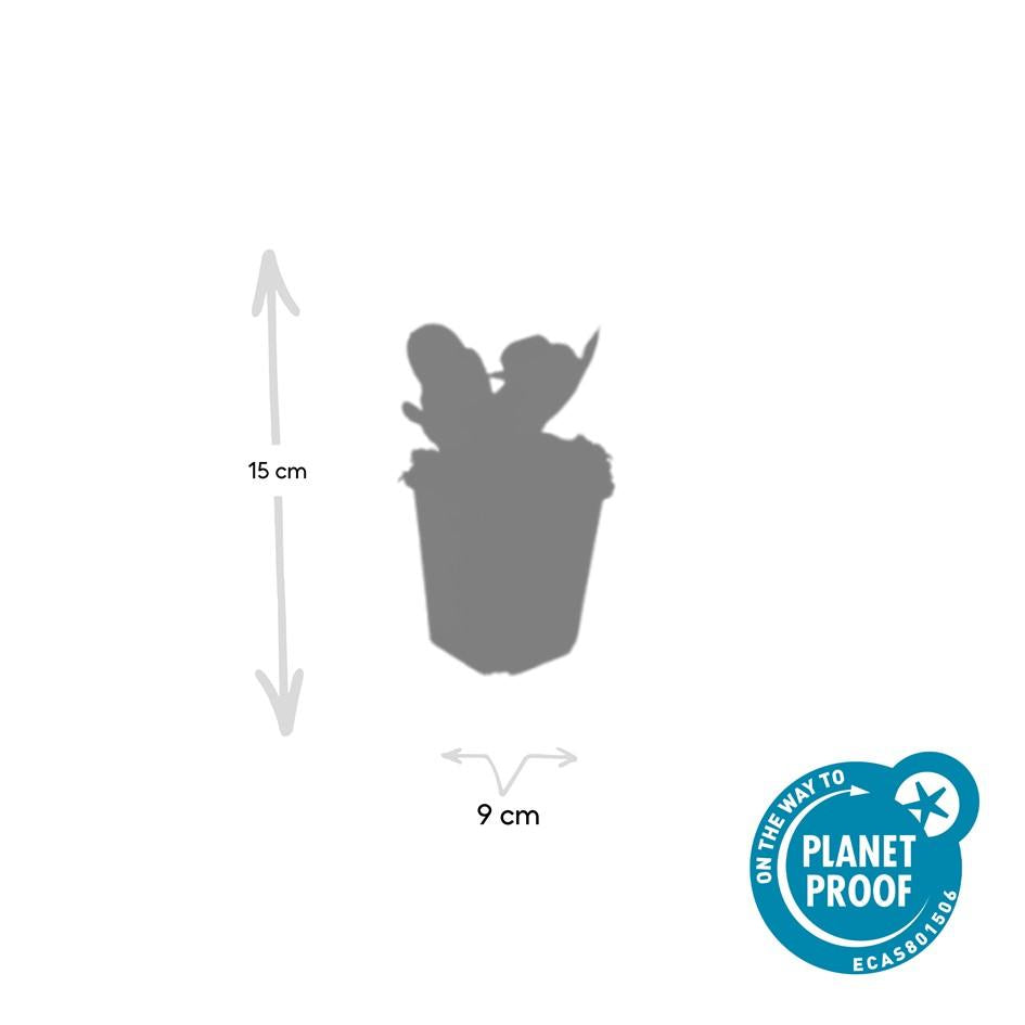 Bergenie Bergenia cordifolia 'Herbstblüte' – ↕10-25cm – Ø9cm – 40 Pflanzen – Immergrüne Staude & Bodendecker – Herbstblüte in Rosa – Pflegeleicht & winterhart