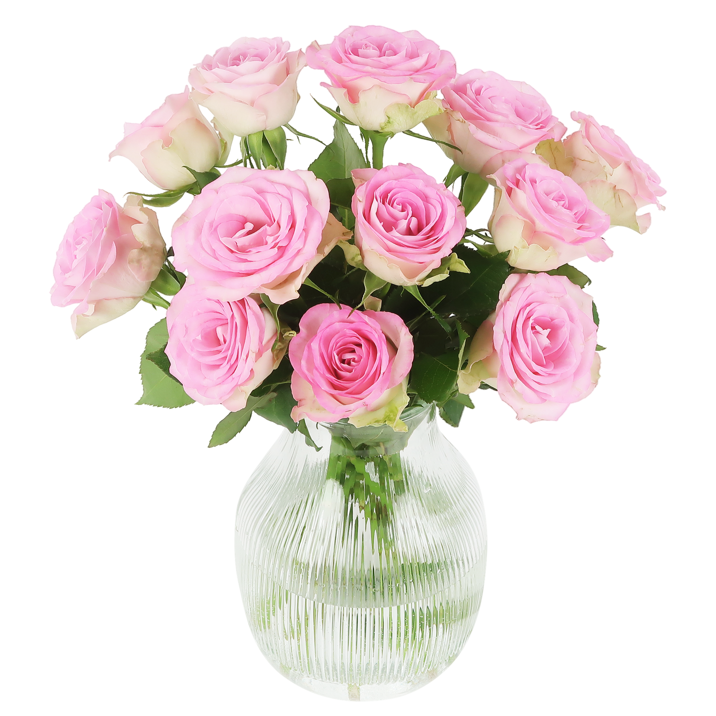 Rosa Rosen – Süße Rosen – Briefkastenpaket – 12 frische Rosen – Länge 32 cm – Blumennahrung inklusive