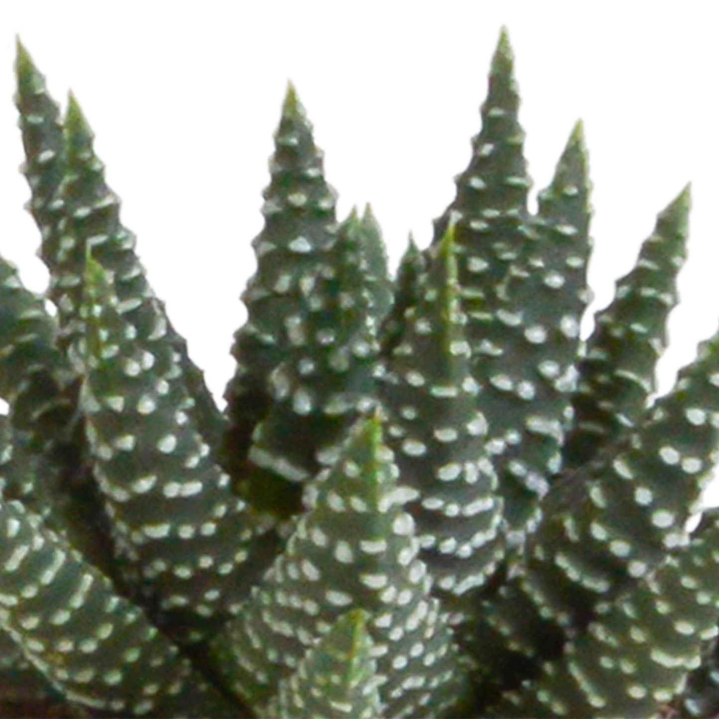 Gasteria/Haworthia-Mischung - 5 Sukkulenten – Ø5,5cm – Handbemalter mexikanischer Topf – Vielfältige Formen & Farben – Hochwertige Qualität vom Erzeuger