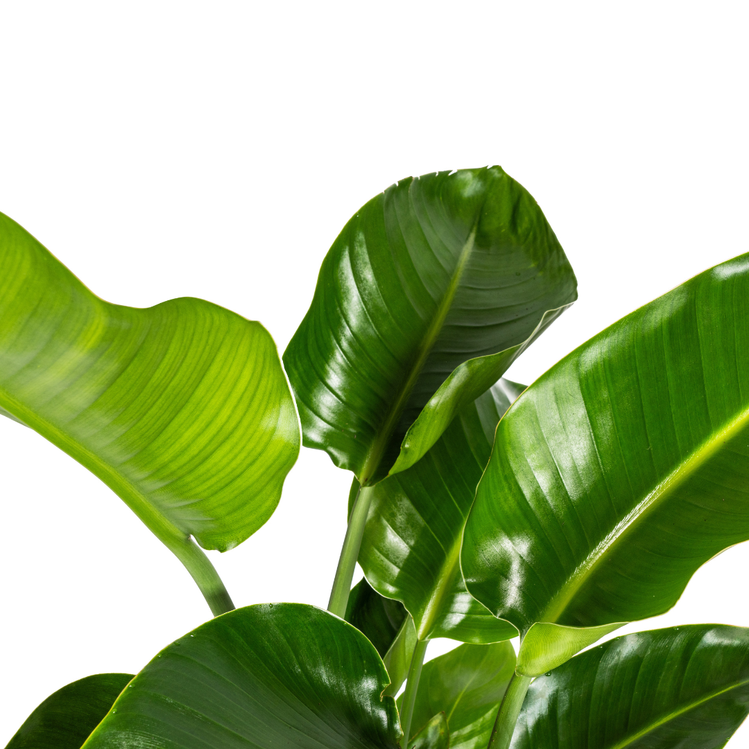 Baum-Strelitzie - Strelitzia Nicolai - Zimmerpflanze - Ø21cm - ↕90 - 110cm