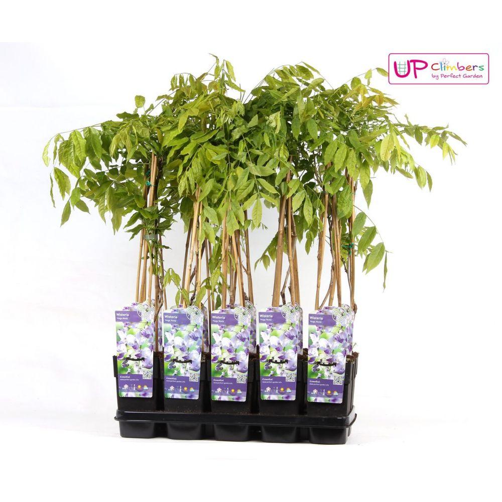 Blauregen - Wisteria floribunda 'Naga Noda' - Purpurner Regen - Ø15cm ↕65cm - Schnellwachsende Kletterpflanze mit langen, violetten Blütentrauben für Pergola, Zaun & Garten