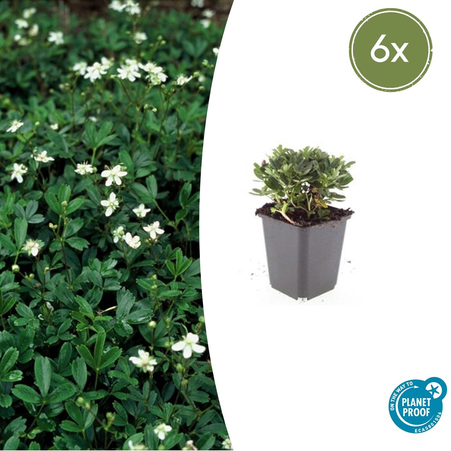 Fingerstrauch Potentilla tridentata 'Nuuk' – ↕10-25cm – Ø9cm – 6 Pflanzen – Immergrün & Winterhart – Bodendecker für Steingärten