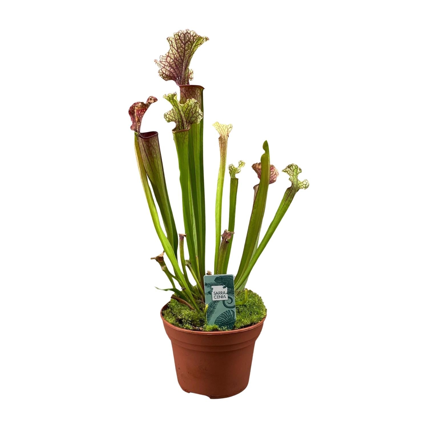 Schlauchpflanze Sarracenia 'Judith Hindle' – Karnivore Zimmerpflanze – Ø12cm – ca. 30cm hoch – Exotisch & pflegeleicht – Für helle bis halbschattige Standorte