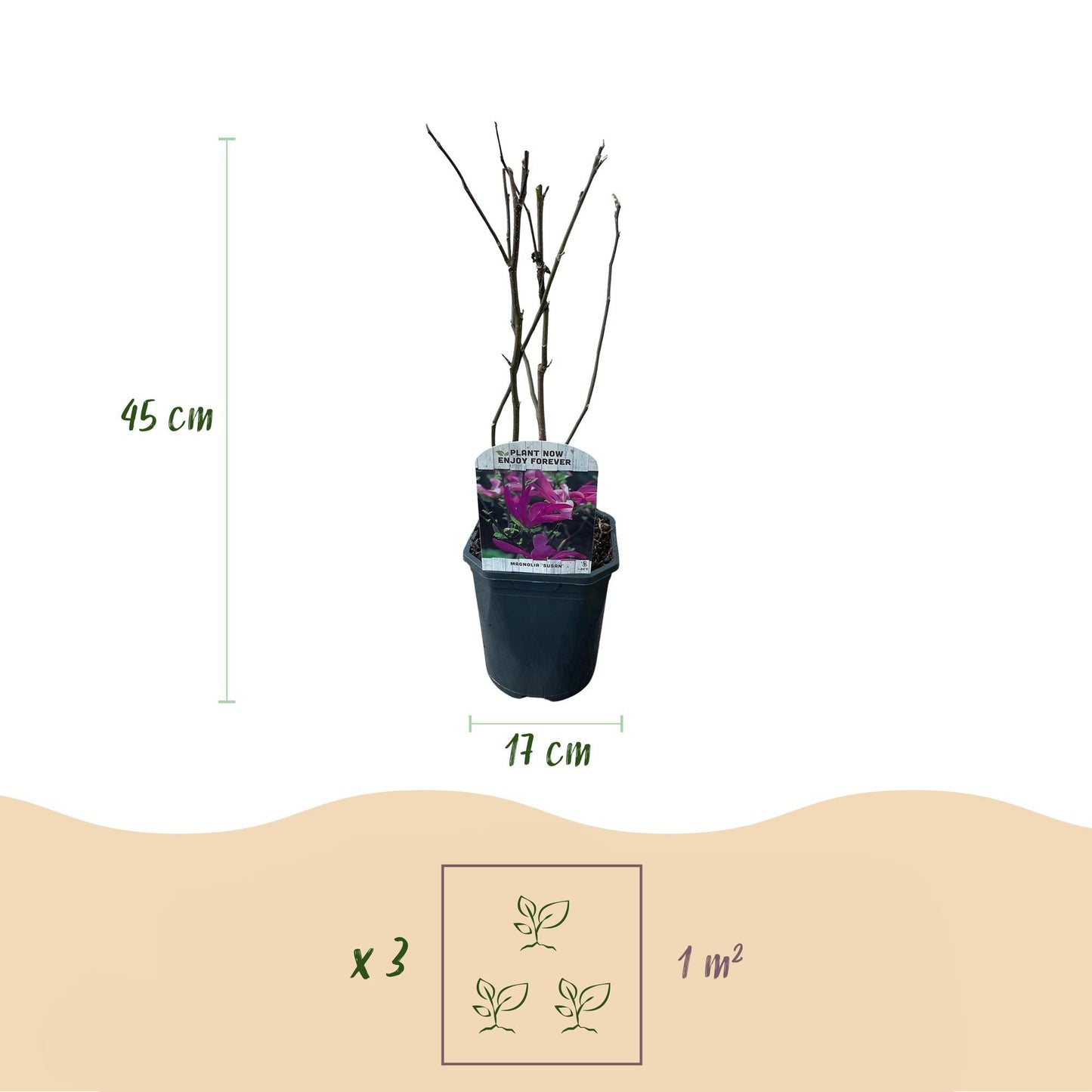Purpur-Magnolie Magnolia Susan – Strauch – Blumen dunkelrosa – Wenig Pflege – 17 cm Höhe 45 cm – Frühjahrsblüher für Garten & Terrasse