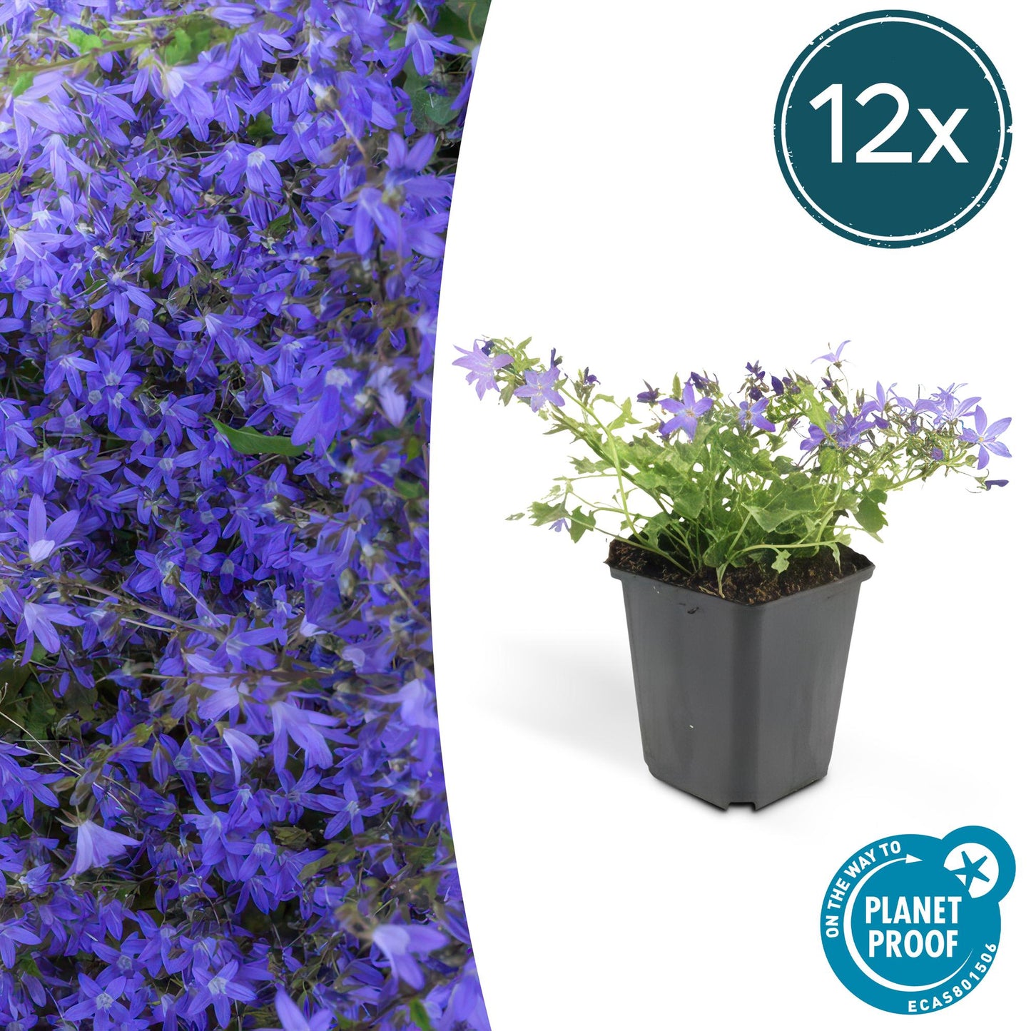 Hängepolster-Glockenblume – Campanula poscharskyana 'Stella' – ↕10-25 cm – Ø9 cm – 12 Pflanzen – Kriechender Bodendecker – Blühend & pflegeleicht – Sonne & Schatten