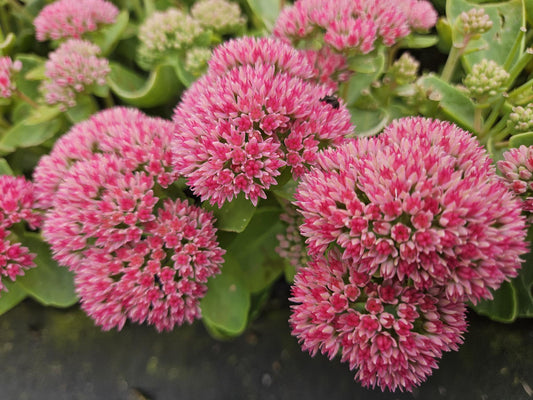 Hohes-Fettblatt Sedum 'Herbstfreude' – ↕10-25cm – Ø9cm – 40 Pflanzen – Rosa Blüten – Trockenheitsresistent & Bienenfreundlich – Sonnig
