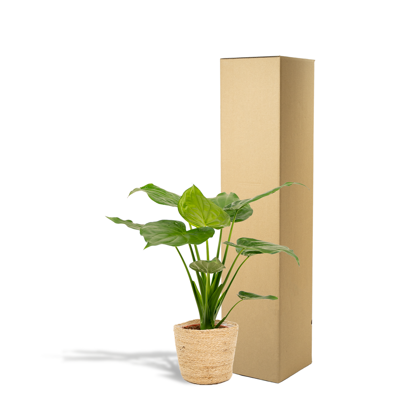Alocasia Cucullata – Pfeilblatt – Zimmerpflanze – Ø19 cm – ↕65 cm – Mit Korb Selin – Elefantenohr – Luftreinigend – Tropisches Flair