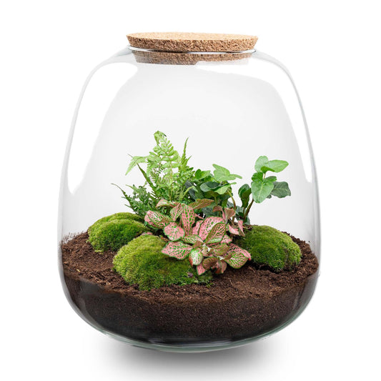 Flaschengarten DIY Set Emma – Terrarium Ø23cm – Höhe 25cm – Mit Hedera Pink, Moos, Erde & Anleitung – Geschlossenes Pflanzenterrarium – Nachhaltiges Geschenk