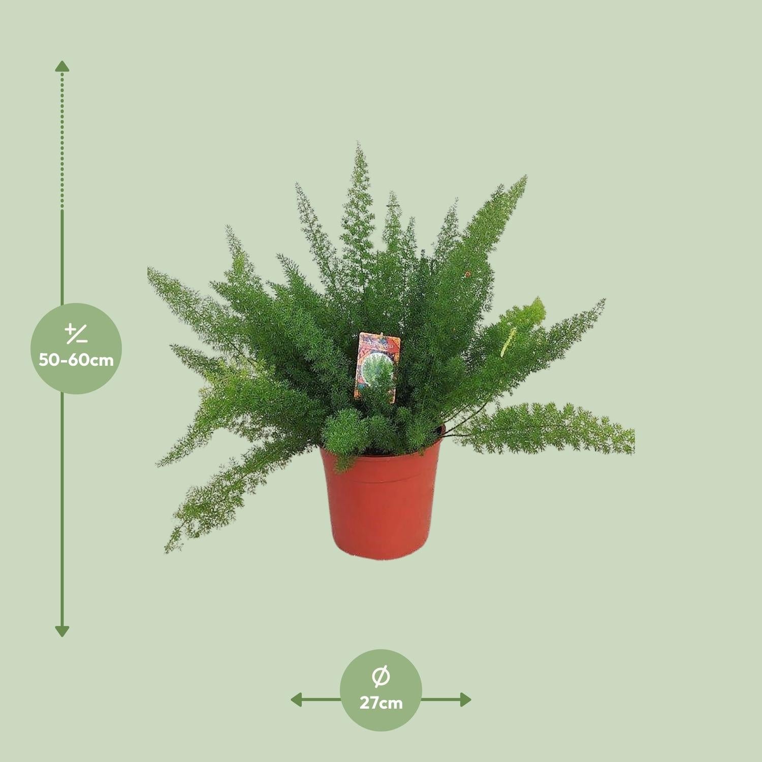 Spargelfarn – Asparagus Densiflorus 'Meyeri' –  Zimmerpflanze – Luftreinigend – Ø27cm – ↕60cm – Pflegeleicht & dekorativ – Ideal für Halbschatten