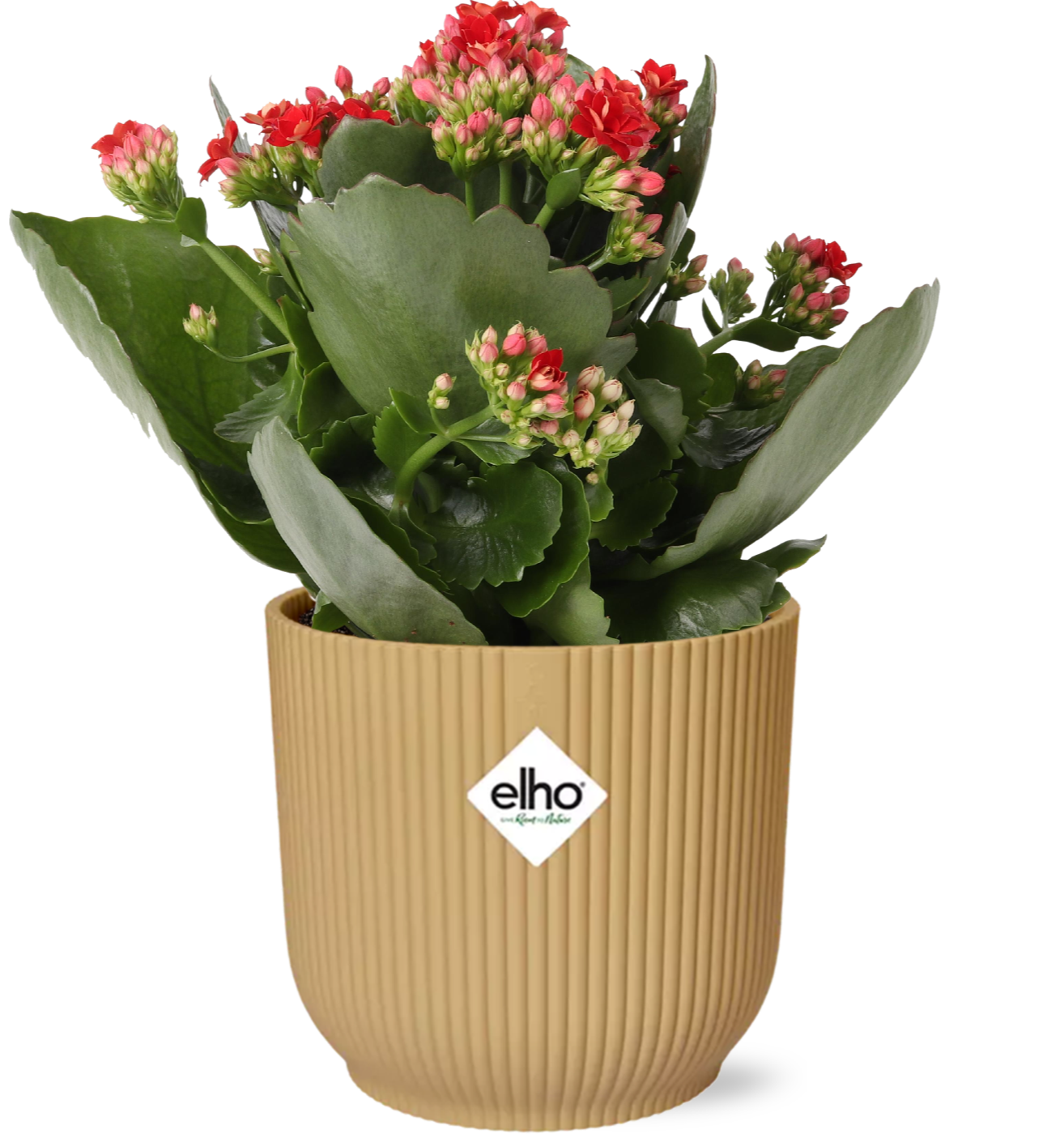 Flammendes Käthchen – Kalanchoe Rosalina Don Justino Rot – Zimmerpflanze mit roten, gefüllten Blüten – Inklusive Vibes Fold Topf Gelb 14 cm – Pflegeleicht & sukkulent – Für helle Innenräume