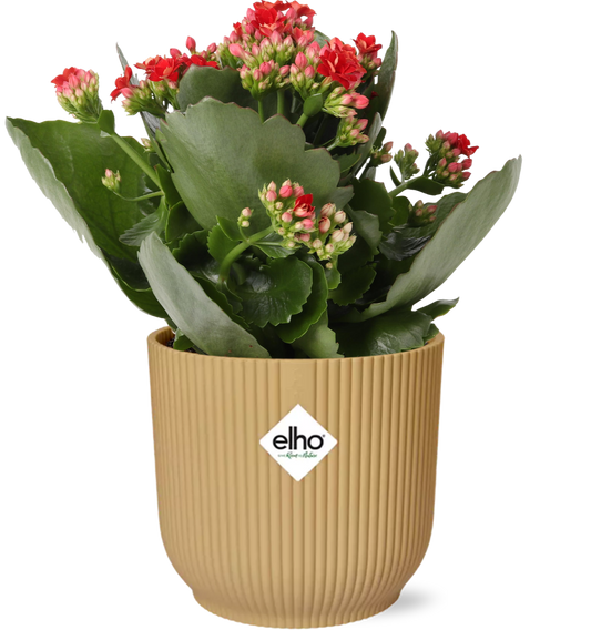 Flammendes Käthchen – Kalanchoe Rosalina Don Justino Rot – Zimmerpflanze mit roten, gefüllten Blüten – Inklusive Vibes Fold Topf Gelb 14 cm – Pflegeleicht & sukkulent – Für helle Innenräume