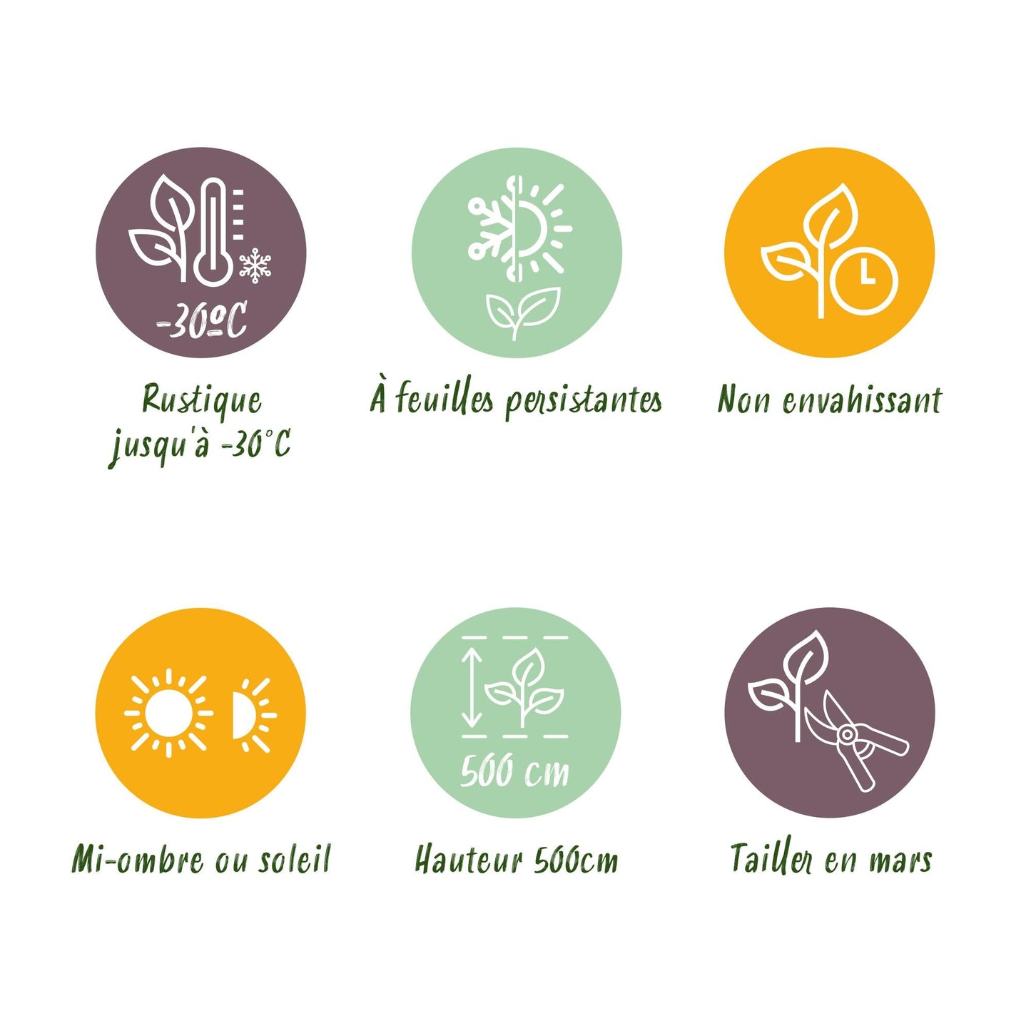 Lebensbaum Thuja occidentalis Smaragd – Immergrüne Heckenpflanze – 6 Pflanzen – 17 cm x H60 cm – Dichte, grüne Hecke