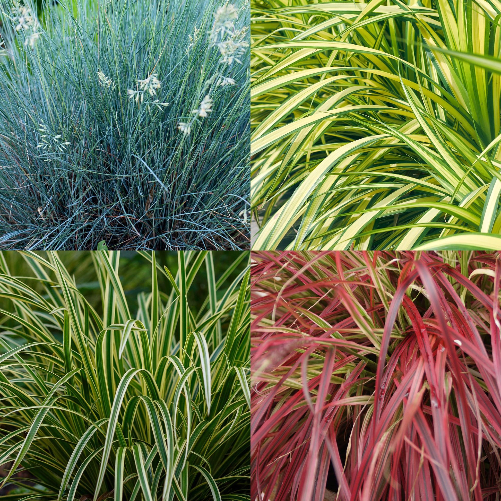 Ziergras Set – 4 Pflanzen – Immergrün & pflegeleicht – Ø17cm – ca. 50cm hoch – Intense Blue, Evergold, Ice Dance, Everflame – Für Beet, Topf & Schattenbereiche