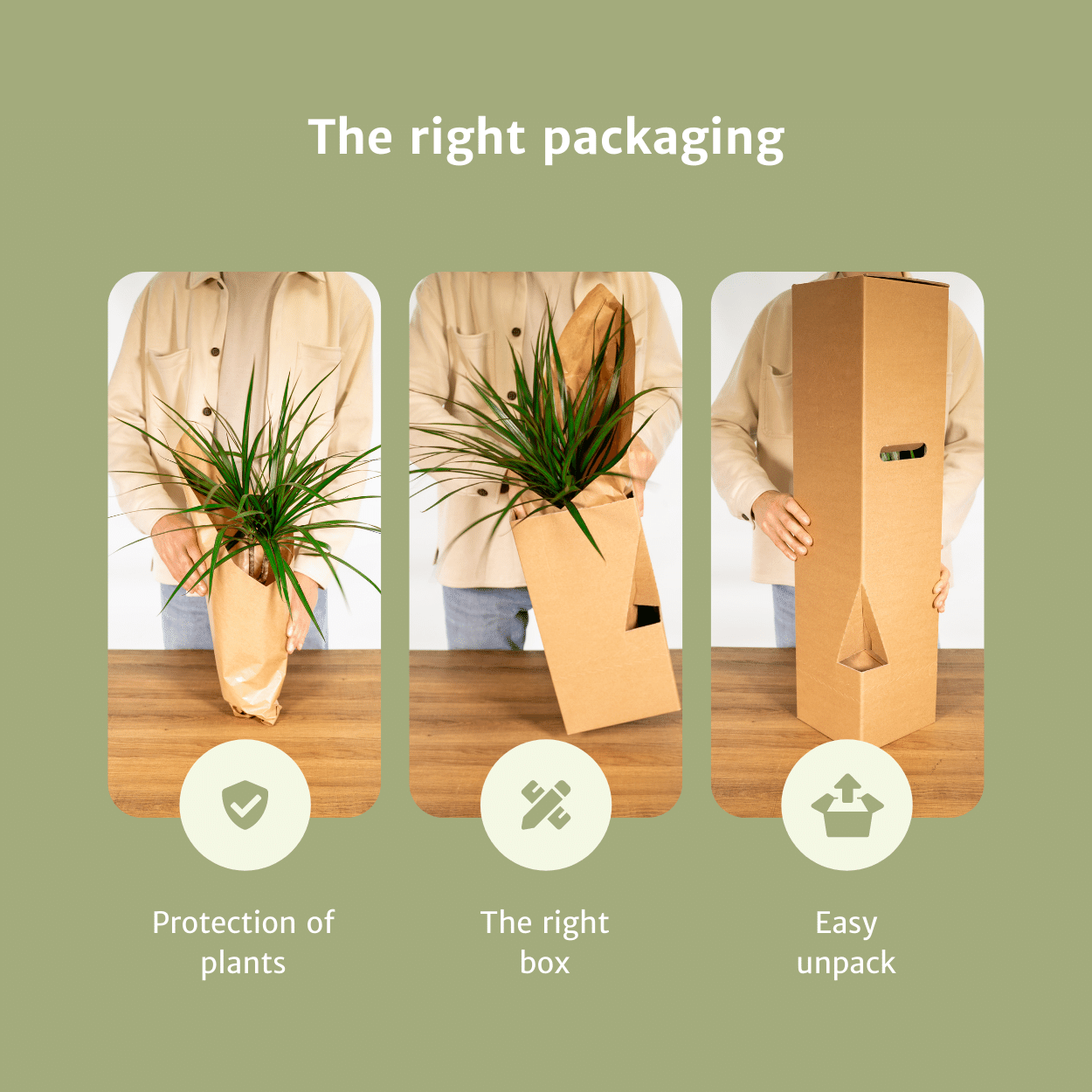 Tillandsia Air Mix – 5 Luftpflanzen – Ø6cm – Pflegeleichte Tillandsien-Mischung – Ohne Erde – Für helle Innenräume & kreative Deko
