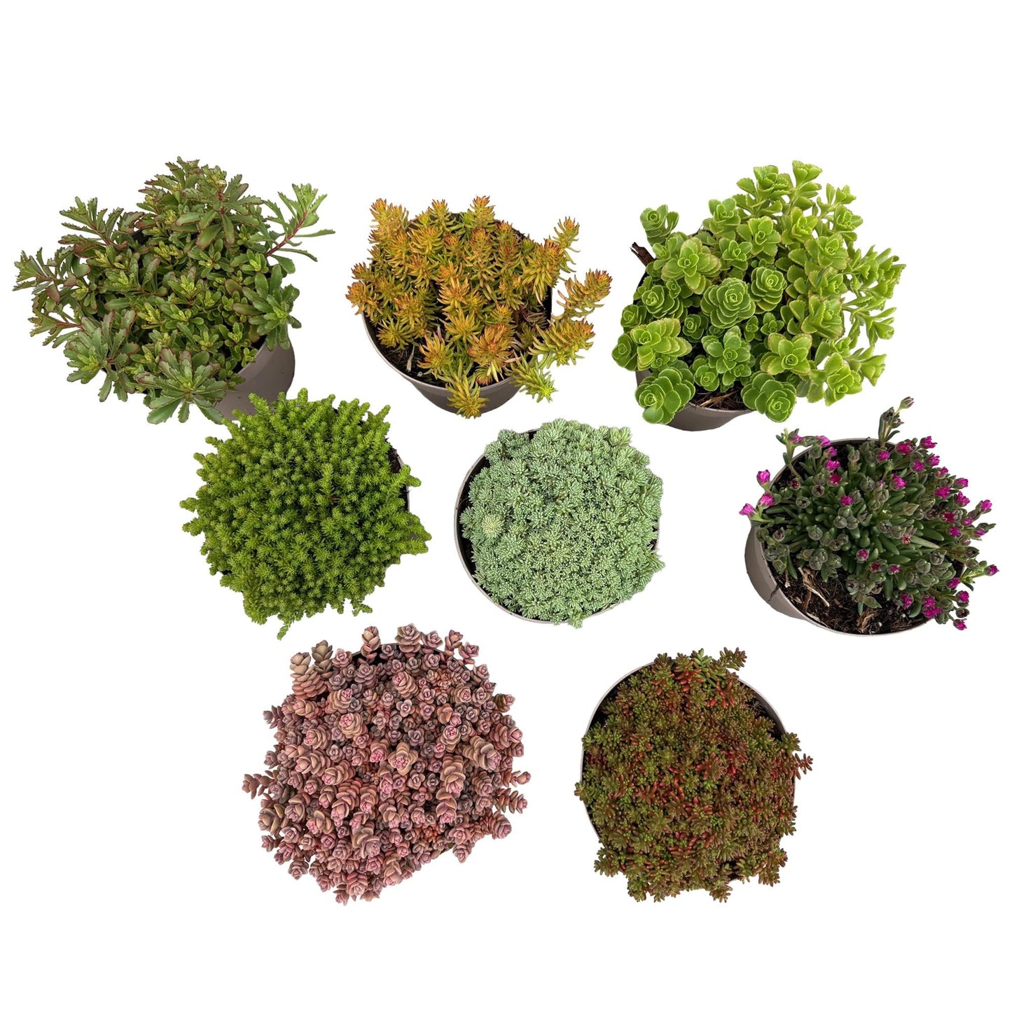 Green boutiQ - Bodembedekker - Winterhard - Alpine Mix - 8 Planten - Diversen Kleuren - Weinig Onderhoud - Pot 14 Hoogte 17
