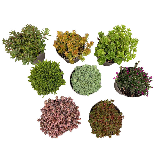 Green boutiQ - Bodembedekker - Winterhard - Alpine Mix - 8 Planten - Diversen Kleuren  - Weinig Onderhoud - Pot 14 Hoogte 17
