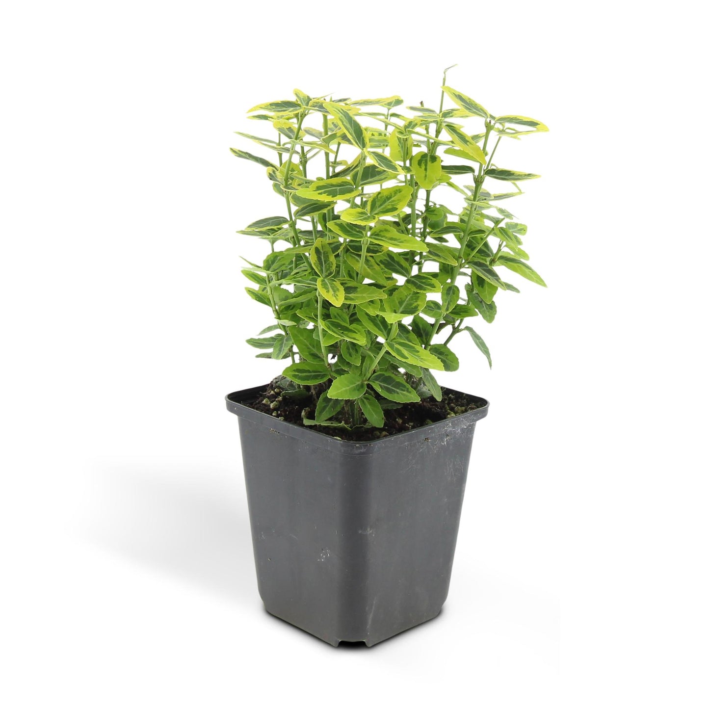 Euonymus fortunei 'Emerald 'n Gold' – Immergrüner Strauch mit gelb-grünem Laub – 24 Pflanzen – ↕10–25cm – Ø9cm – Kompakt & pflegeleicht – Für Hecken, Beete & Solitärpflanze