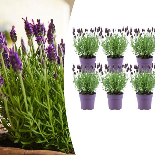 Französischer Lavendel – Lavandula stoechas Anouk – 12 cm – 6 Pflanzen – Duftend & Immergrün – Für Garten, Balkon & Terrasse – Winterhart