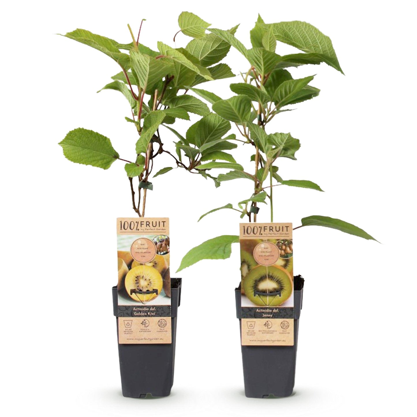 Obstpflanzen Grüne Kiwi 'Jenny' & Goldene Kiwi – 2 Pflanzen – 15cm – Höhe 50cm – Süße, vitaminreiche Früchte – Pflegeleicht & winterhart