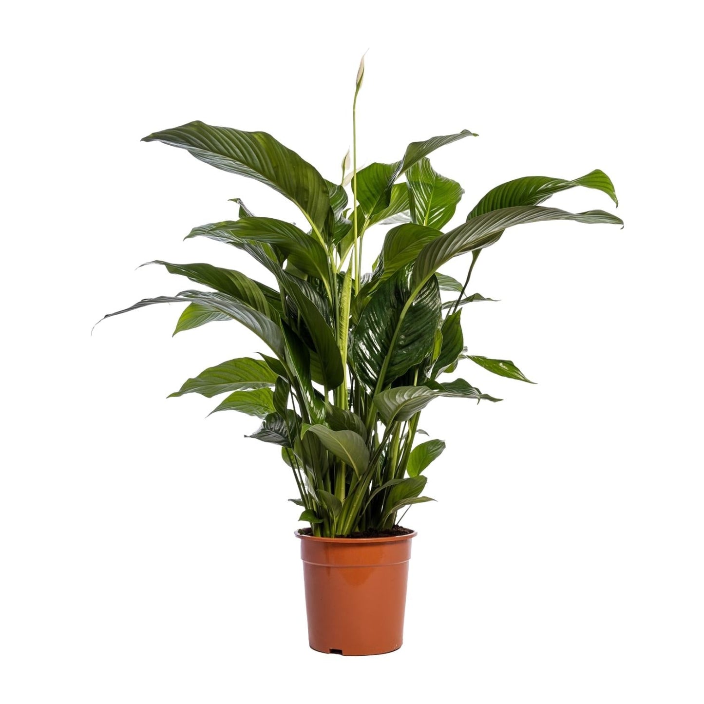 Einblatt – Spathiphyllum Bellini – Zimmerpflanze – Ø24 cm – ↕100 cm – Friedenslilie – Luftreinigend – Halbschatten – Pflegeleicht