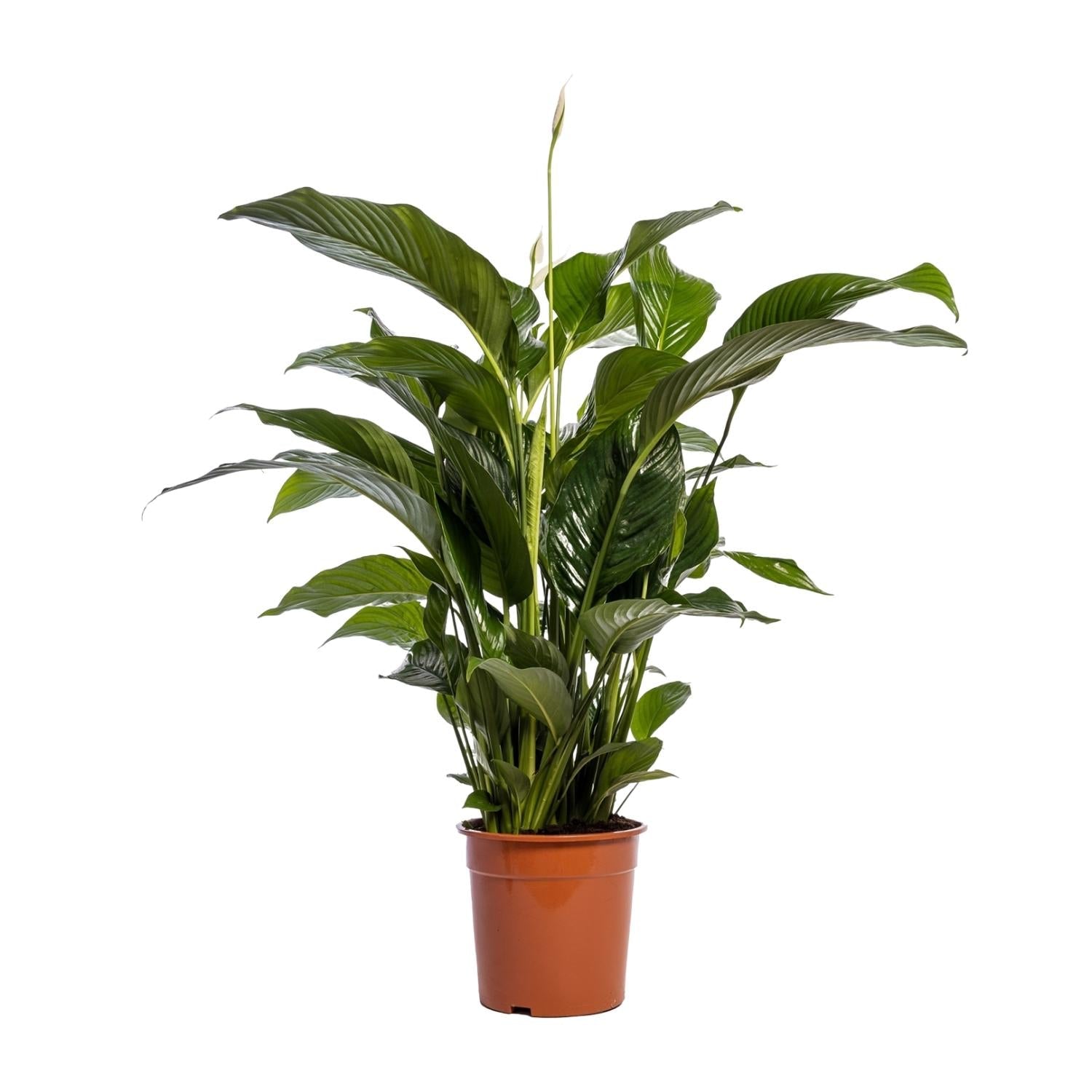 Einblatt – Spathiphyllum Bellini – Zimmerpflanze – Ø24 cm – ↕100 cm – Friedenslilie – Luftreinigend – Halbschatten – Pflegeleicht