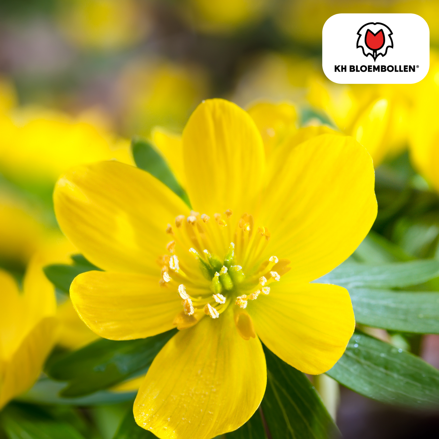 Akonitenknollen Winterakonit – 30 Blumenzwiebeln – ↕5-10cm – leuchtend gelbe Frühblüher – ideal für Beete, Rasenflächen & unter Gehölzen – bienenfreundlich & mehrjährig