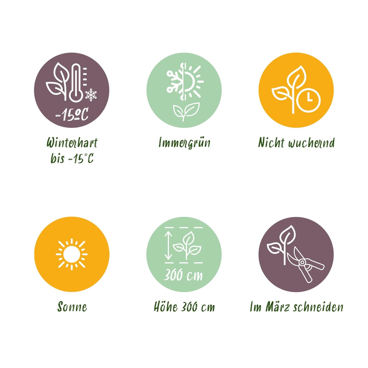 Japanische Faserbanane – Musa basjoo – Winterhart – 2 Pflanzen – Ø15 cm – Höhe ca. 50 cm – Tropische Optik & essbare Früchte – Pflegeleicht – Für Garten, Terrasse & Balkon