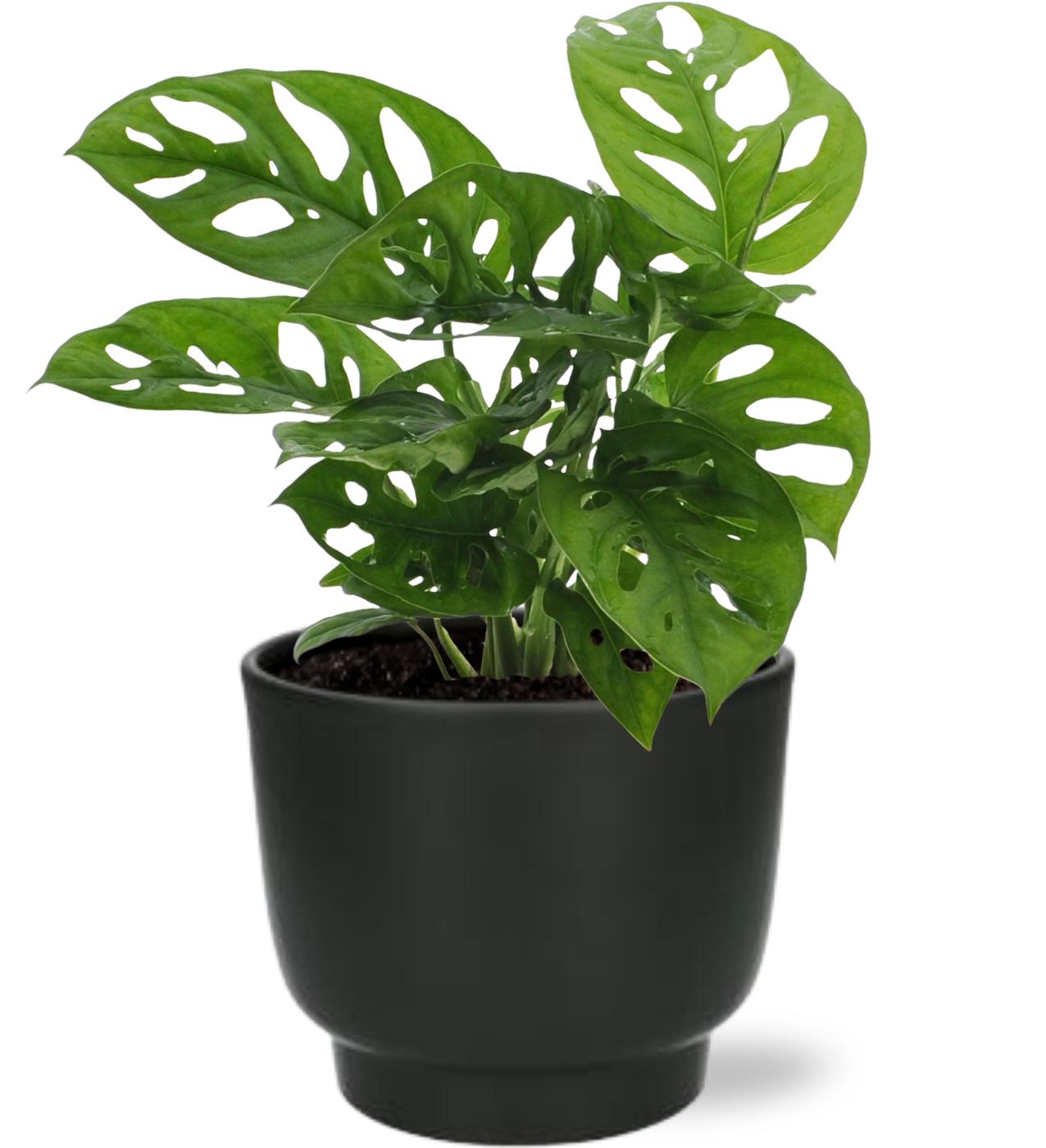 Fensterblatt Monstera Monkey Leaf – Zimmerpflanze – Ø12 cm – Höhe 30 cm – Topf Potenza D13x11 cm Schwarz – Indoorpflanze