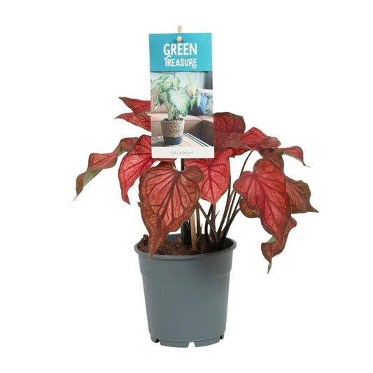 Caladium Rot – Angel Wings – Ø12cm – ↕25cm – Tropische Zimmerpflanze mit roten Blättern – Pflegeleicht & dekorativ – Für halbschattige Standorte