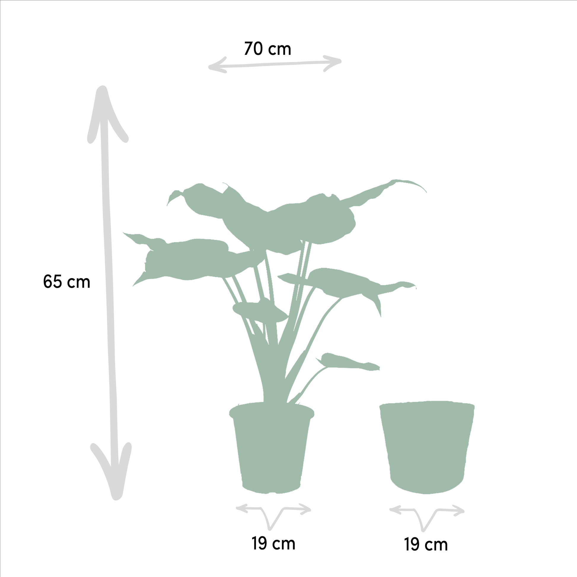 Zimmerpflanzen-Set Alocasia Cucullata + Alocasia Wentii – Ø19 cm – ↕60 cm – 2er-Set – Luftreinigend – Tropisches Design – Mit Korb Selin