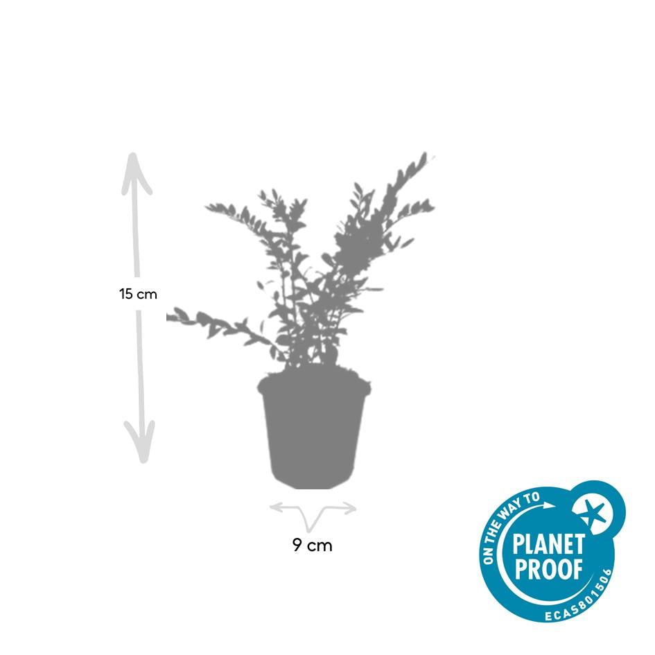 Immergrüne Kriech-Heckenkirsche Lonicera pileata – ↕10-25cm – Ø9cm – 20 Pflanzen – Zwerg-Geißblatt – Schnellwachsend & pflegeleicht – Immergrün & bienenfreundlich