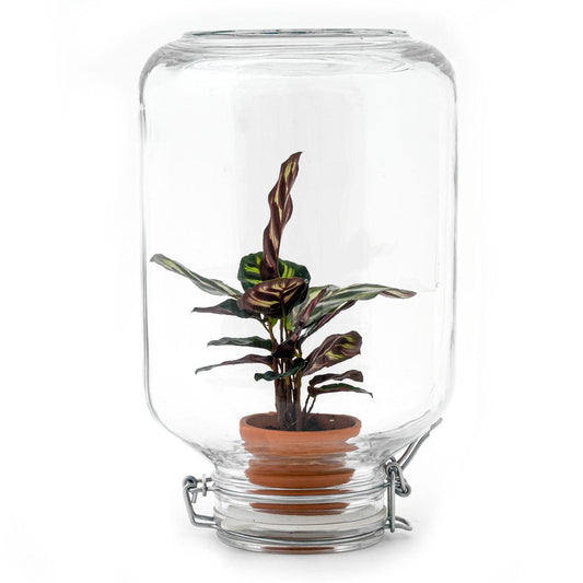 Flaschengarten Easyplant – Terrarium mit Calathea makoyana – Lebende Zimmerpflanze im Einmachglas – Nur 1x Gießen – Luftdicht verschlossen – Pflegeleicht & dekorativ – Für Wohnung & Büro