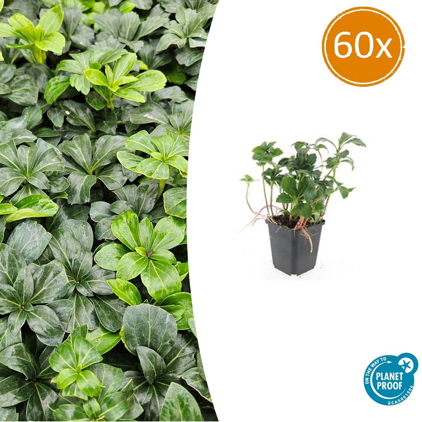 Schattengrün Pachysandra terminalis 'Green Sheen' – ↕10-25cm – Ø9cm – 60 Pflanzen – Immergrün – Winterhart – Bodendecker – Pflegeleicht – Schattiger Standort