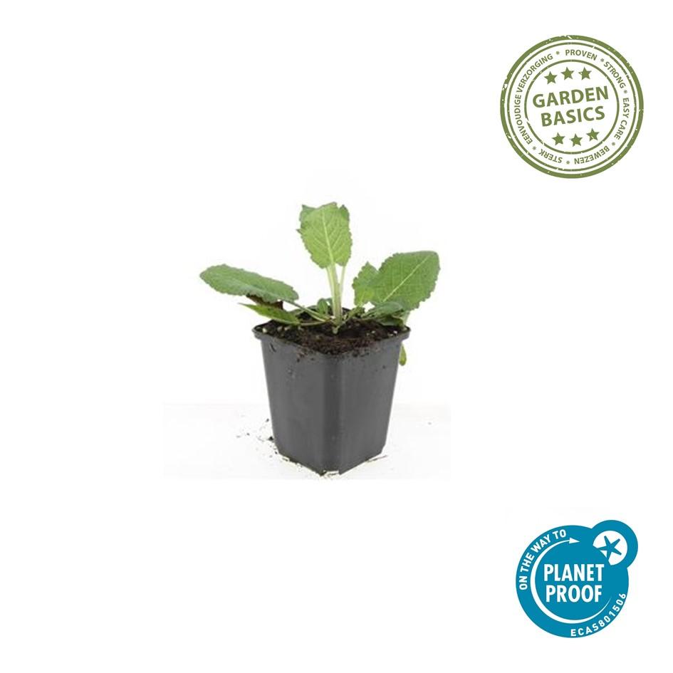 Blüten-Salbei Salvia nemorosa 'Mainacht' – ↕10-25cm – Ø9cm – 40 Pflanzen – Bienenfreundlich & Winterhart – Staude für sonnige Beete