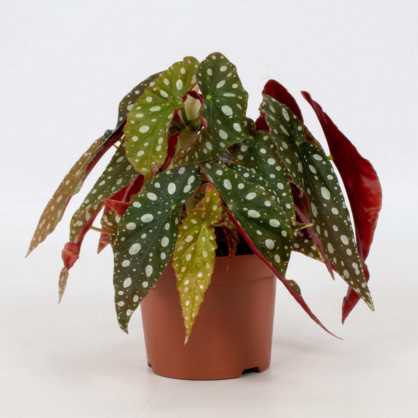 Forellenbegonie - Begonia Blad Maculata 'Wightii' - Zimmerpflanze - Ø12cm - ↕20cm