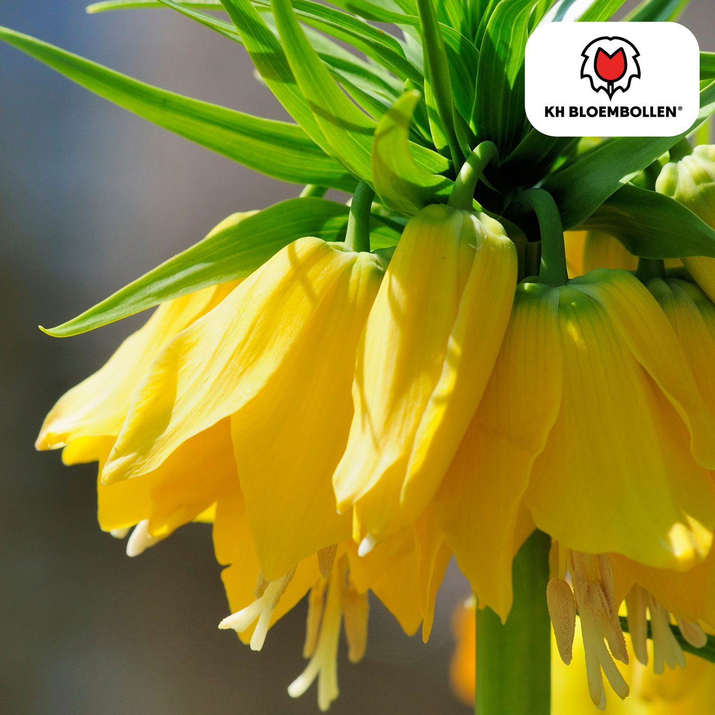 Fritillaria imperialis 'Lutea' – Kaiserkrone – schwefelgelbe Blüten – 5 Blumenzwiebeln – ↕80-100cm – imposanter Frühjahrsblüher