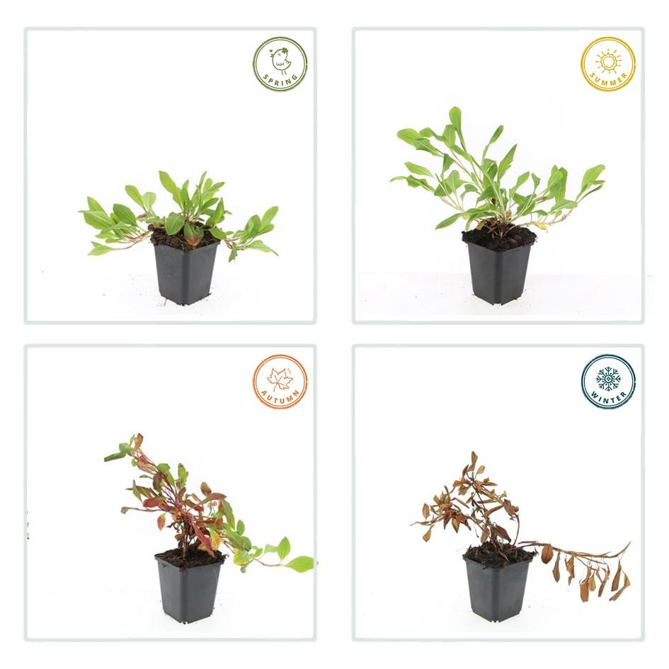 Schneckenknöterich Persicaria aff. 'Darjeeling Red' – ↕10-25cm – Ø9cm – 20 Pflanzen – Farbiges Laub & Pflegeleicht – Staude für Beete