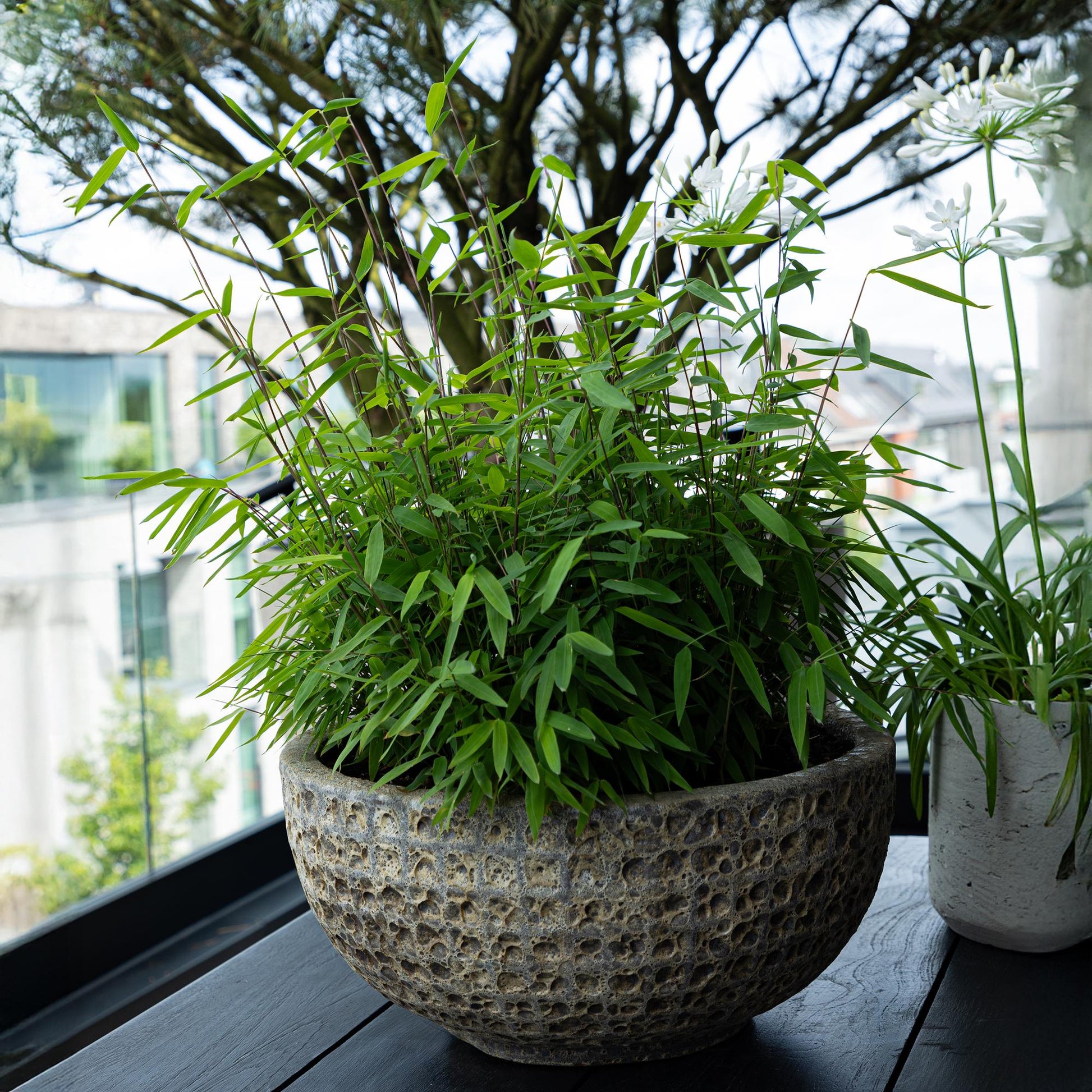 GreenboutiQ - Bambus - Fargesia rufa - Grün - 2 Pflanzen - Immergrün - Nicht Ausbreitend - Topf 17cm Höhe 60cm