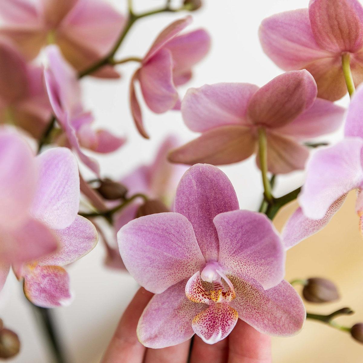 Kolibri Orchids | altrosa Phalaenopsis-Orchidee - Jewel Treviso - Topfgröße Ø9cm | blühende Zimmerpflanze - frisch vom Züchter