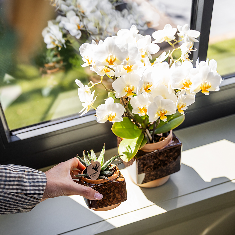 Kolibri Home | Classy Cube Ziertopf - Ø6cm