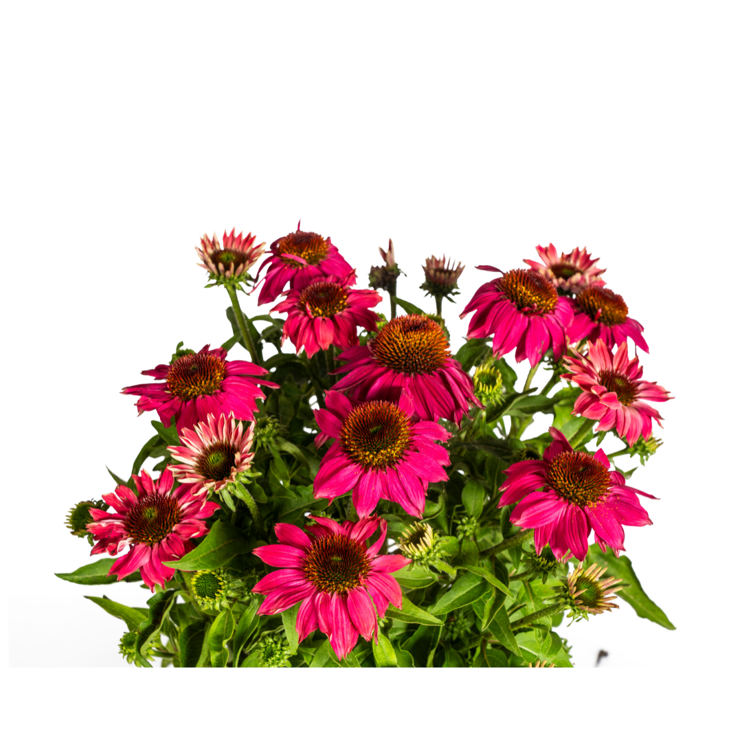Echinacea purpurea Purple – Sonnenhut mit violetten Blüten – Ø 19 cm Topf – Höhe 60-70 cm – Staudenpflanze – Für Beet & Staudenrabatten – Sonniger Standort – Pflegeleicht