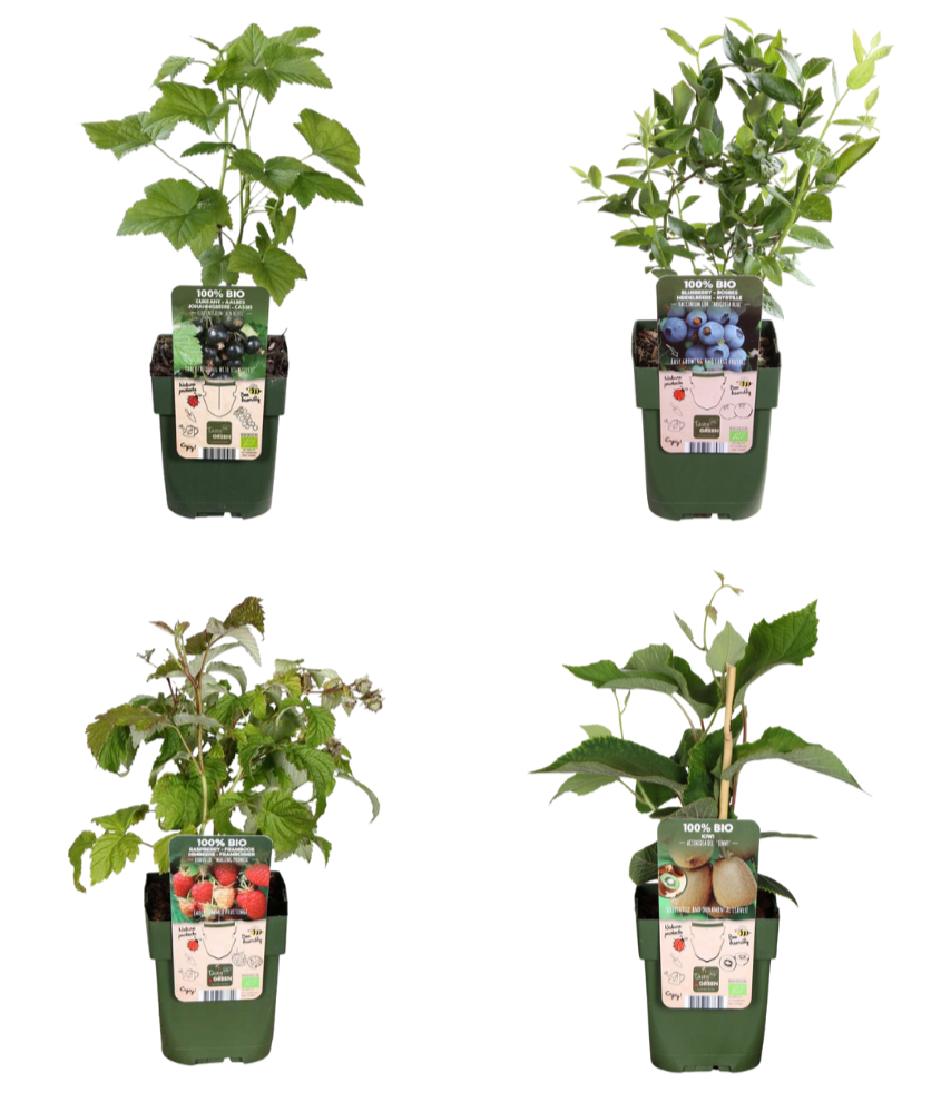 BIO Obstpflanzen – 4 Pflanzen – Himbeere, Blaubeere, Kiwi, Brombeere – 13cm – 20-25cm – Selbstbestäubend & Pflegeleicht – Für Garten, Balkon & Terrasse