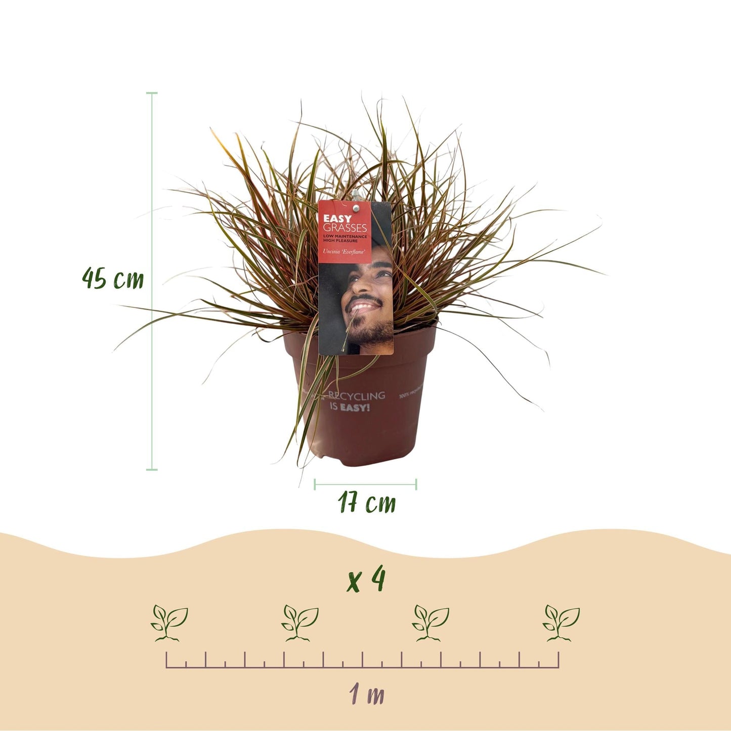 Mahagonigras – Uncinia rubra 'Everflame' – Rotes Ziergras – Immergrün – Pflegeleicht – Für Beete & Töpfe – 2 Pflanzen Ø17 cm – Höhe ca. 50 cm