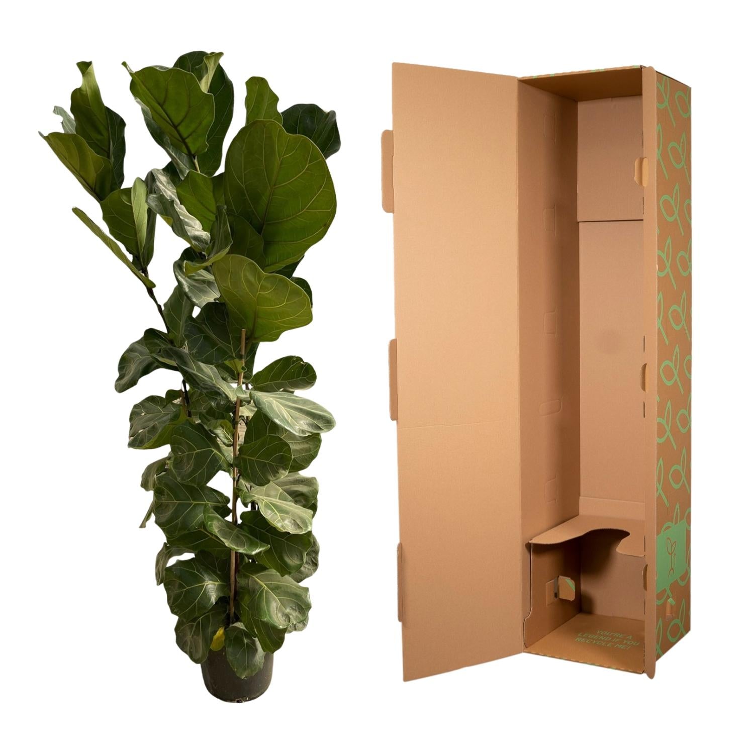 Ficus lyrata – Geigenfeige – Zimmerpflanze – Ø30cm – Höhe ca. 180cm – Großblättrige Grünpflanze mit aufrechtem Wuchs – Für Wohnzimmer & Büro